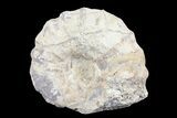 Cut/Polished Calycoceras Ammonite (Half) - Texas #93550-1